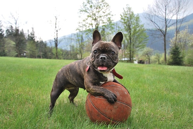 The Brindle is the most popular color of the French Bulldog.