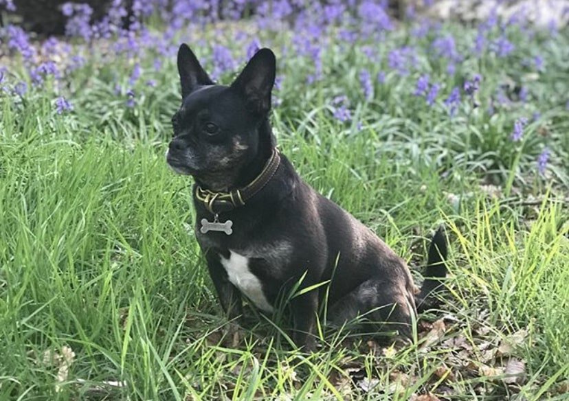 The Bullhuahua is the combination of the Bulldog and Chihuahua.