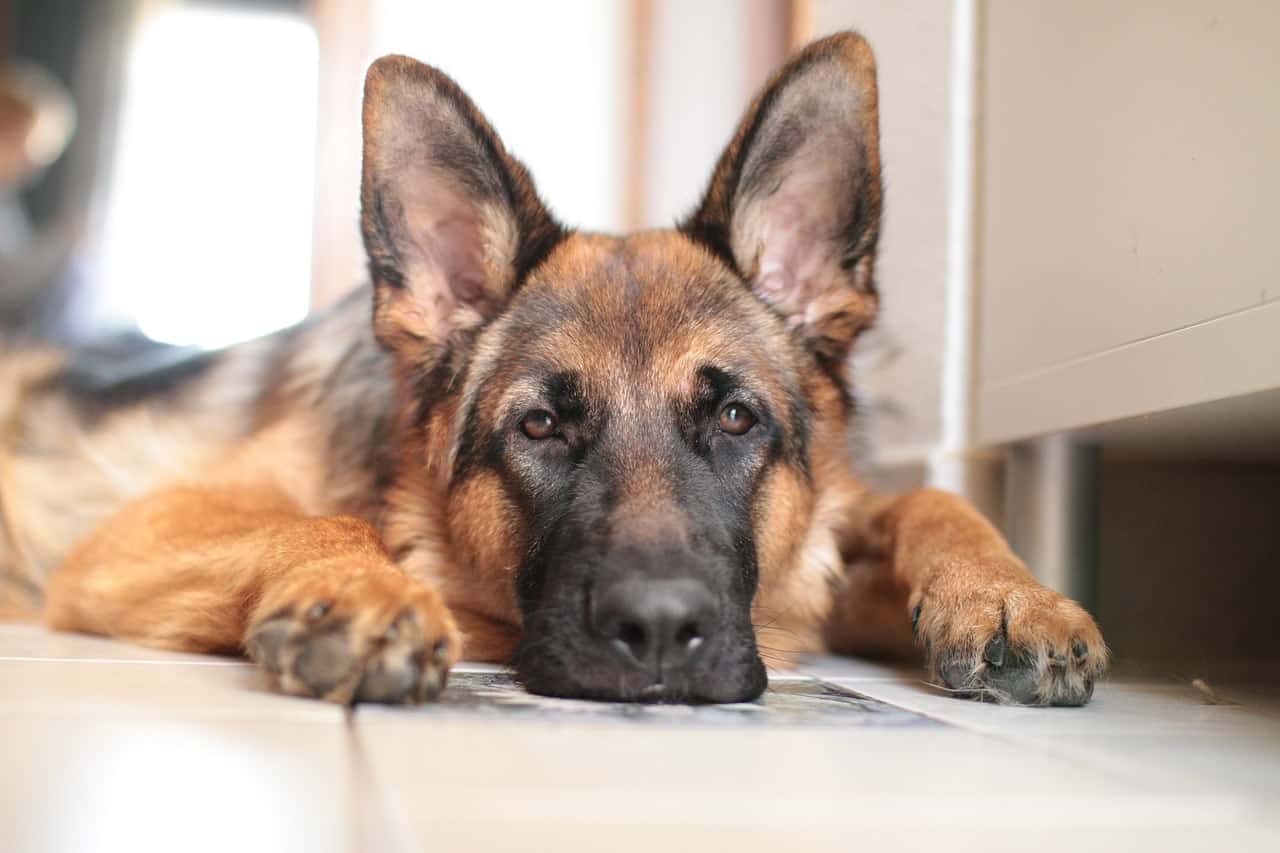 Despite their size, can German Shepherds live in apartments?