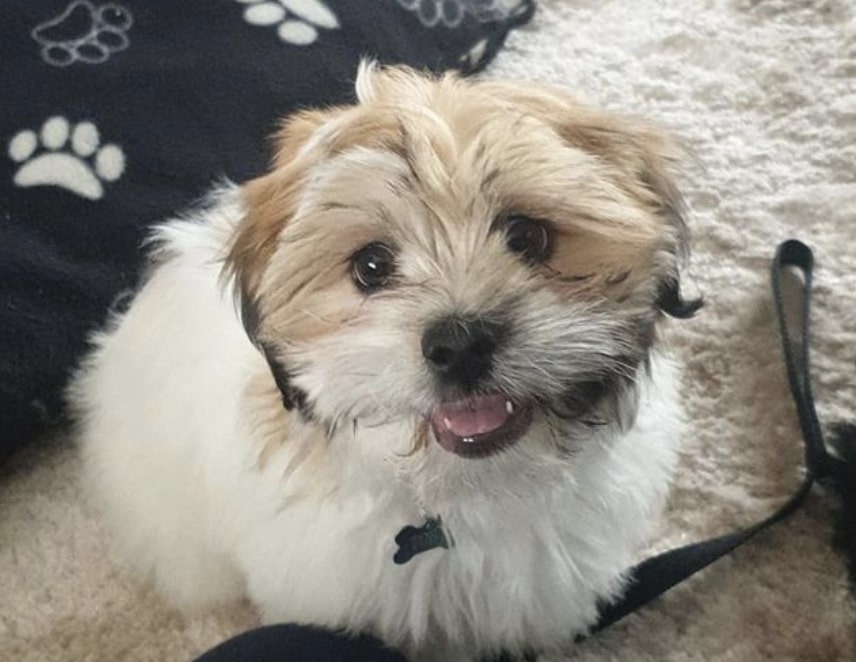 The Care Tzu is a designer dog bred with Cairn Terrier and Shih Tzu.