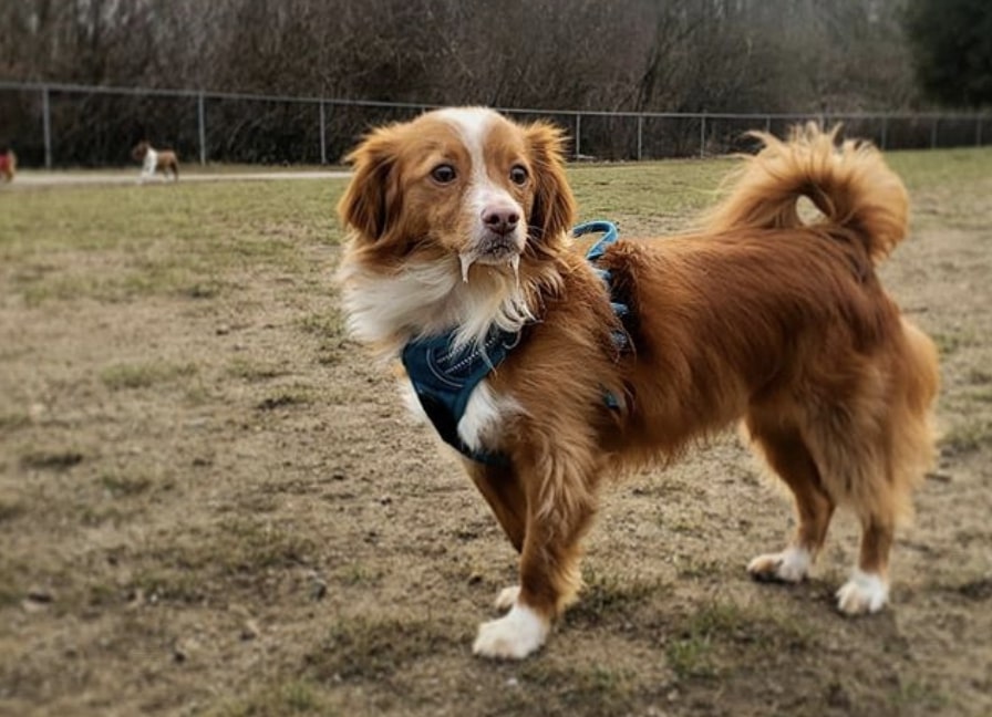The Chi-Spaniel is a Cocker Spaniel Chihuahua mix.