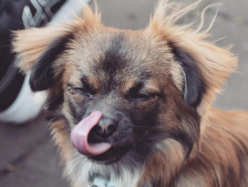 The Chiapso is the Lhasa Apso mixed with a Chihuahua.