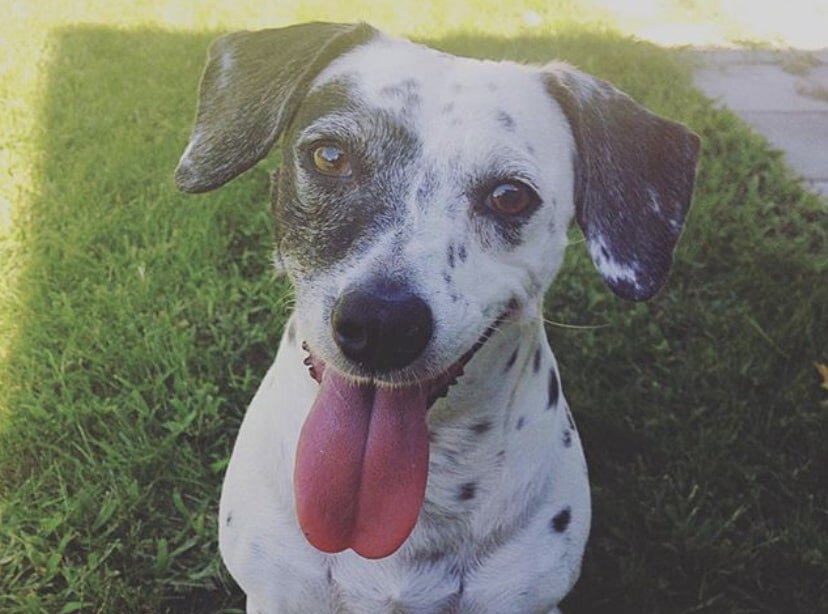 The Chimation is the unusual cross of a Dalmatian and Chihuahua.