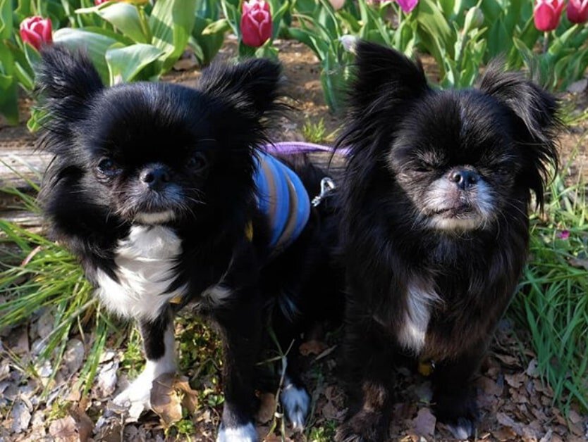 The Chinwa is the result of crossbreeding a Japanese Chin with a Chihuahua.