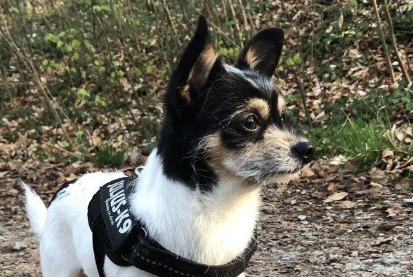 By crossbreeding a Schnauzer and Chihuahua, you'll get the awesome Chizer.