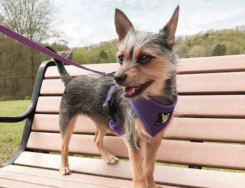 The Chorkie is a beautiful designer dog consisting of Chihuahua and Yorkie.