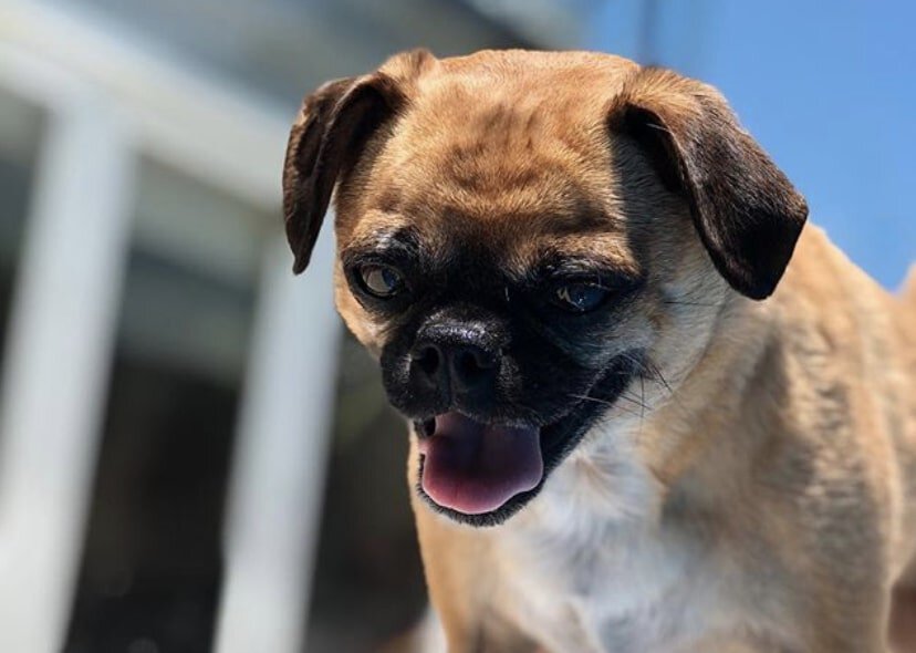 The Chug is the amazing combination of the Pug and Chihuahua.