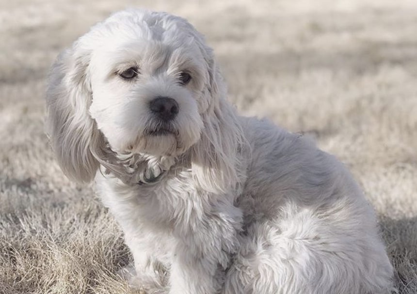 The Cock-A-Tzu is an unusual hybrid, combining the Cocker Spaniel with the Shih Tzu.