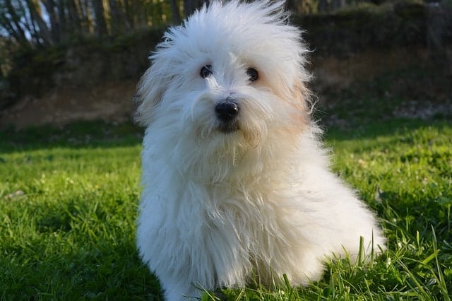 Coton de Tulear are great for apartments because they don't bark and they're hypoallergenic.