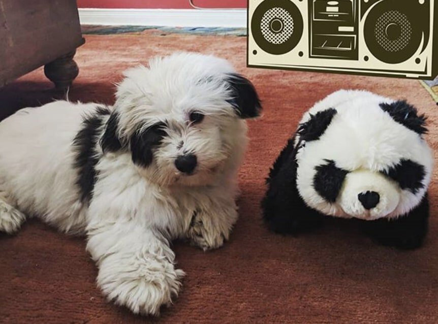 The Coton Tzu is a hybrid of the Coton De Tulear and Shih Tzu.