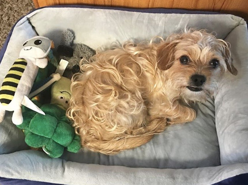 The Crested Tzu is a cross between two Chinese dogs: the Chinese Crested and Shih Tzu.