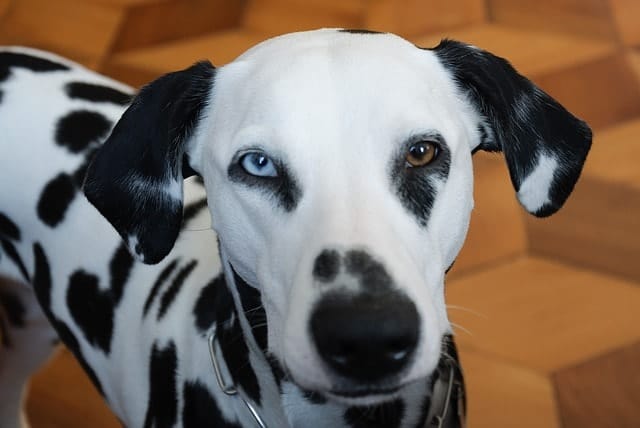 It's unusual to see Dalmatians with blue eyes, but they do exist.