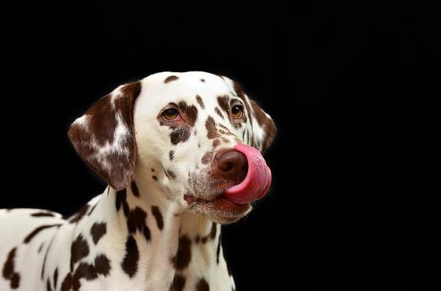 Dalmatians aren't just great dogs with spots, but they're relatively quiet dogs that don't bark much.