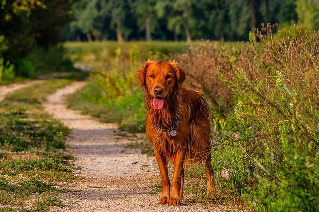 Dark Golden Retrievers are my favorite because the color is strikingly beautiful and dakr.