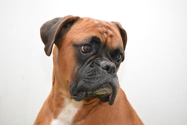 The fawn colored Boxer is by far the most popular Boxer color.
