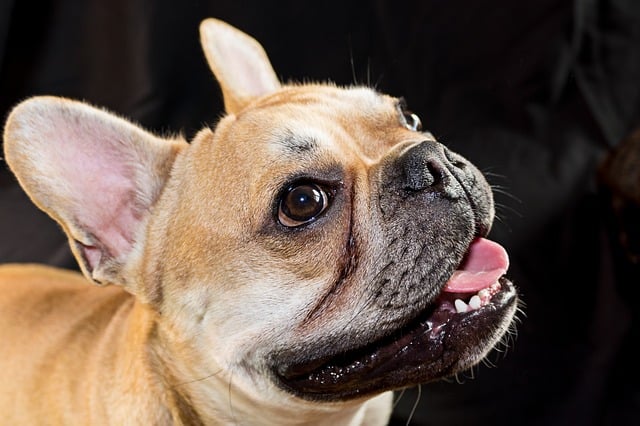 Fawn is a popular and attractive color for French Bulldogs.
