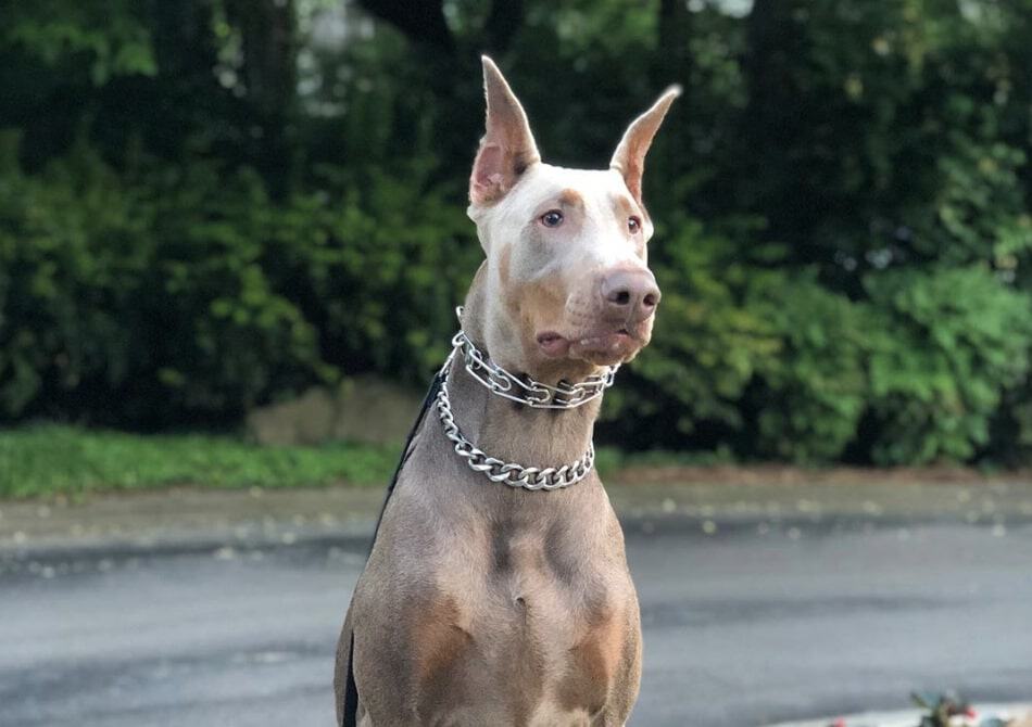 The fawn and rust Doberman is the last color variation to be officially recognized by the AKC.