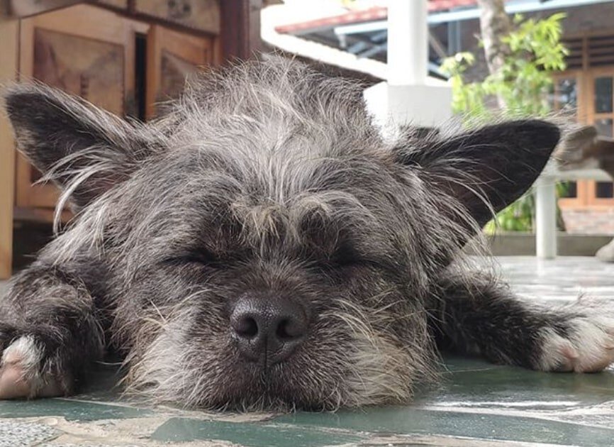 The FrenchTzu is the unusual cross of the French Bulldog and Shih Tzu.