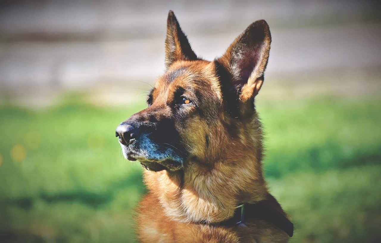 German Shepherds come in all shapes and sizes, including seven brilliant colors too.