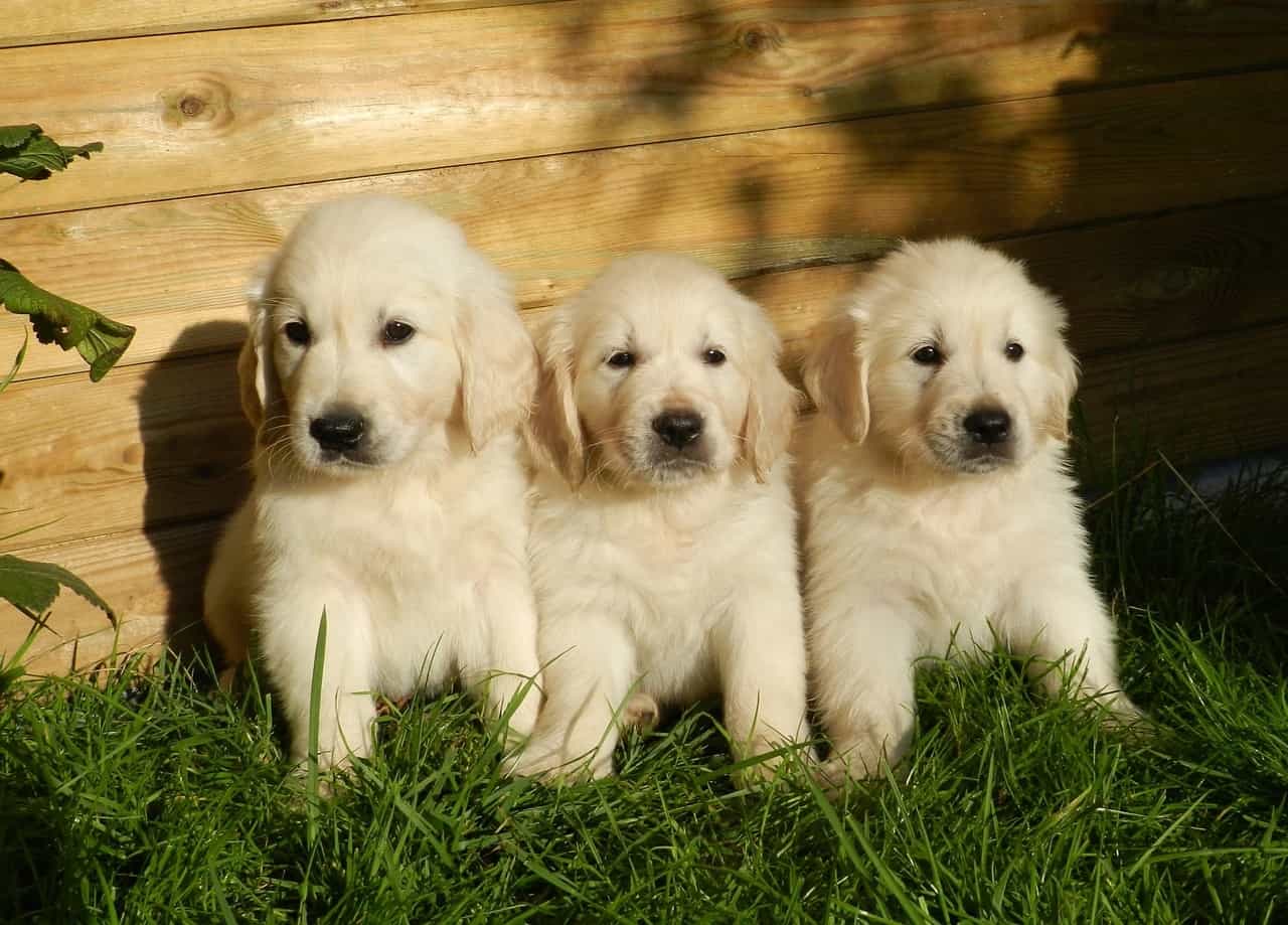 Discover the 5 different shades and colors of Golden Retrievers.