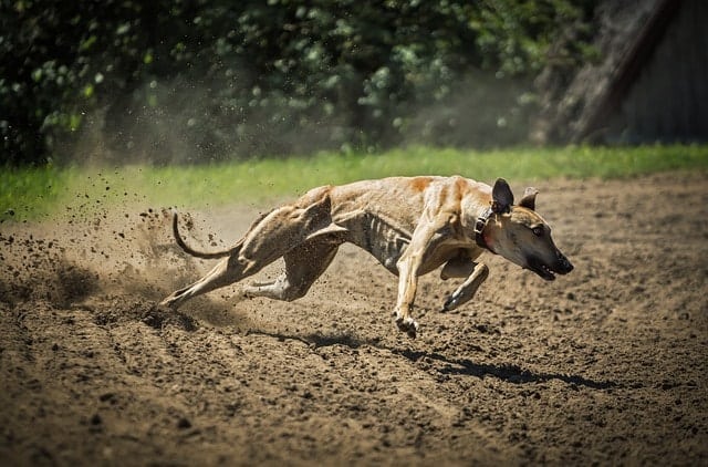 Though Greyhounds aren't big barkers, they need a lot of physical exercise - they're not great for all apartment dwellers.