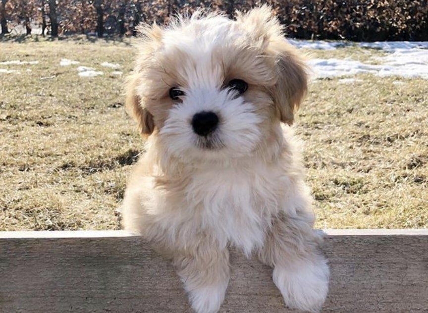 The Havashu is the amazing combination of the Havanese and Shih Tzu breed.