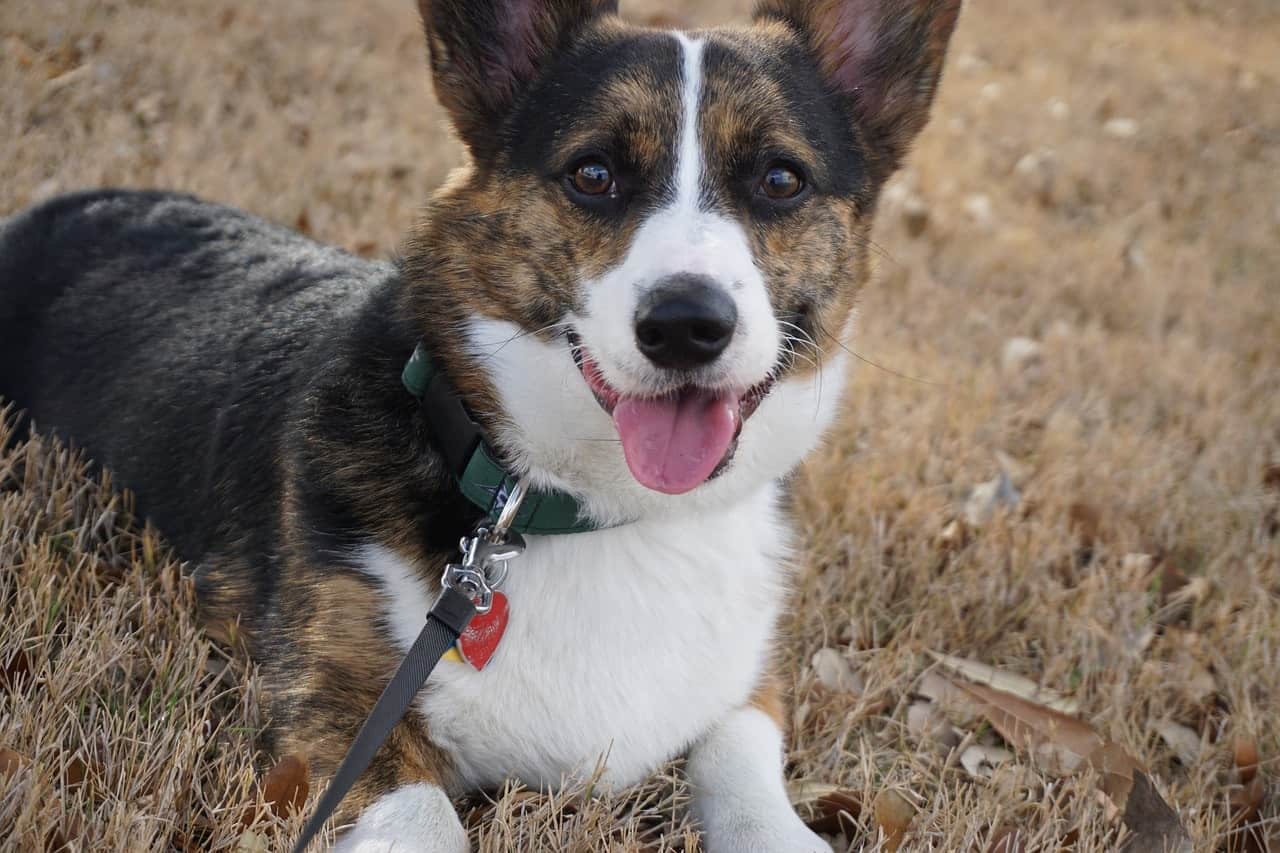 Most potential owners should ask the question, do Corgis shed? How much?