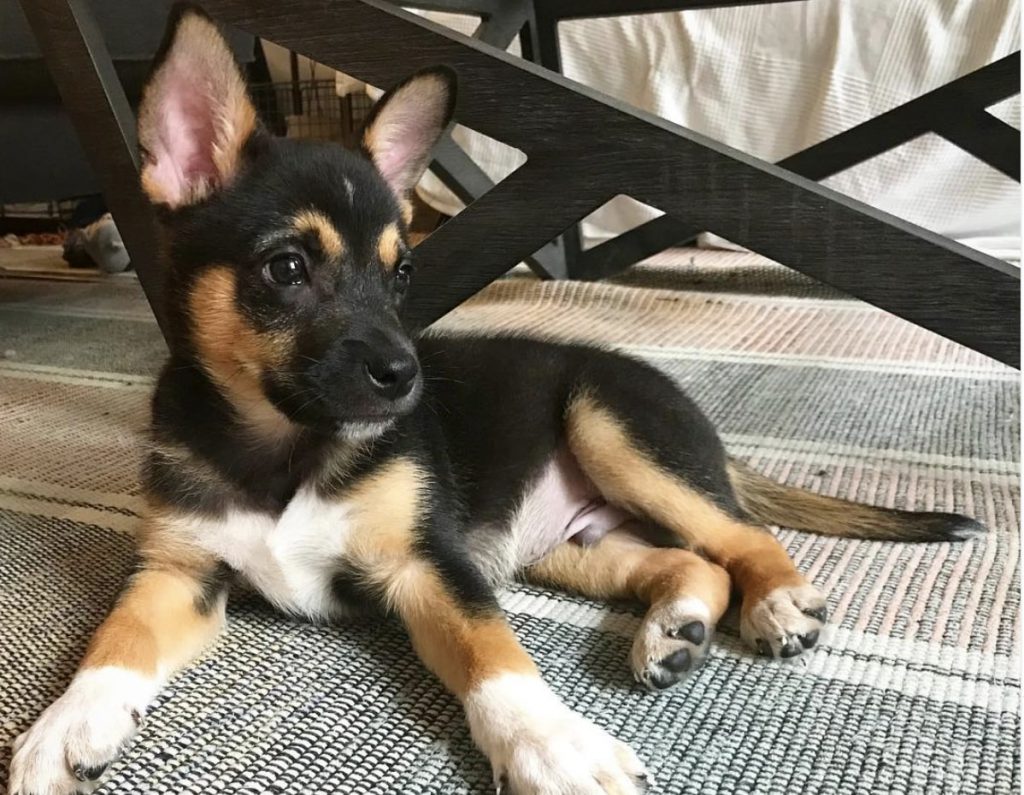 The Husky Jack is a SIberian Husky and Jack Russell Terrier mix.