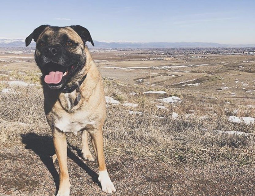 The Husky Pug mix is also called the "hug."
