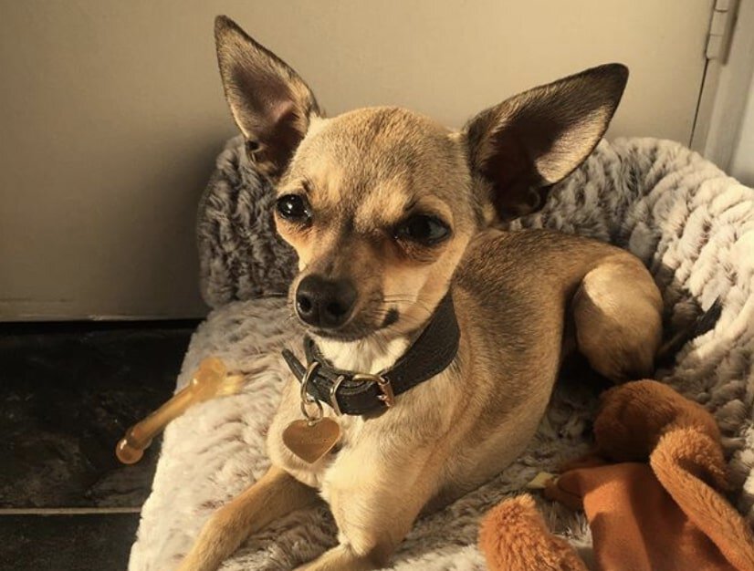 The Greyhuahua is the combination of the Italian Greyhound and the Chihuahua.