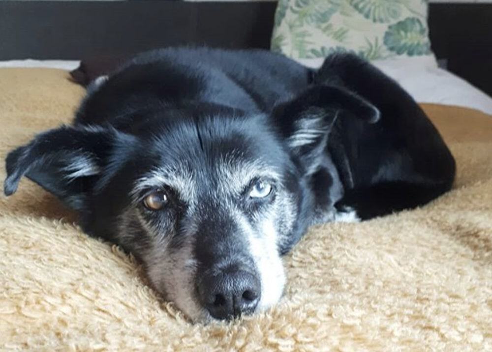 The Labrador Husky is actually a purebred dog - not a Husky Lab mix.