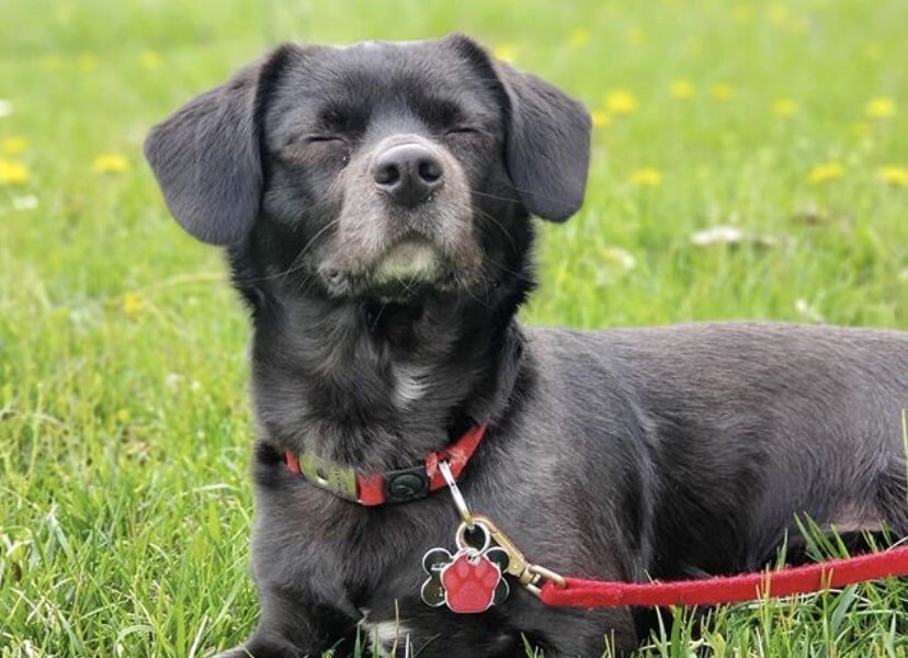 The Labrahuahua is a Labrador Retriever and Chihuahua Mix.