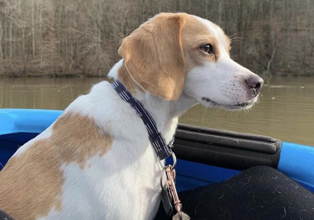 The lemon and white colored Beagle is one of the most unique yet common color of these dogs.