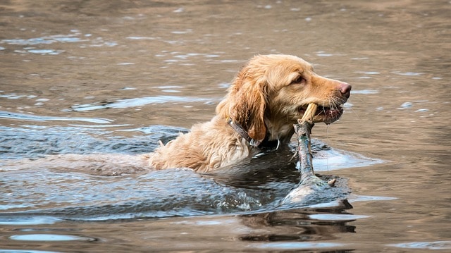The light colored Golden Retriever is somewhere between the standard gold and a cream Golden.