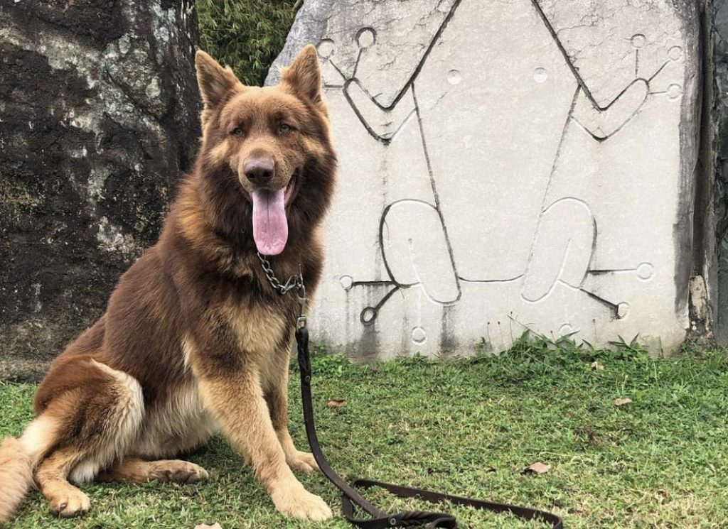 The Liver color German Shepherd is like a blend of red colors.