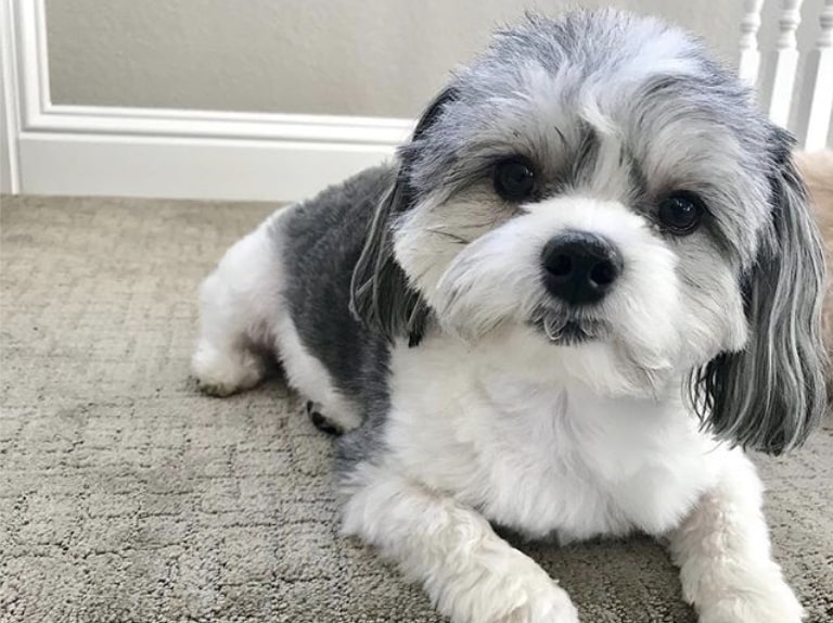The Malshi is a cross between a Shih Tzu and Maltese.