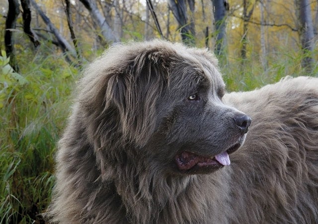 Fluffy and big are two words that perfectly describe the Newfoundland dog.