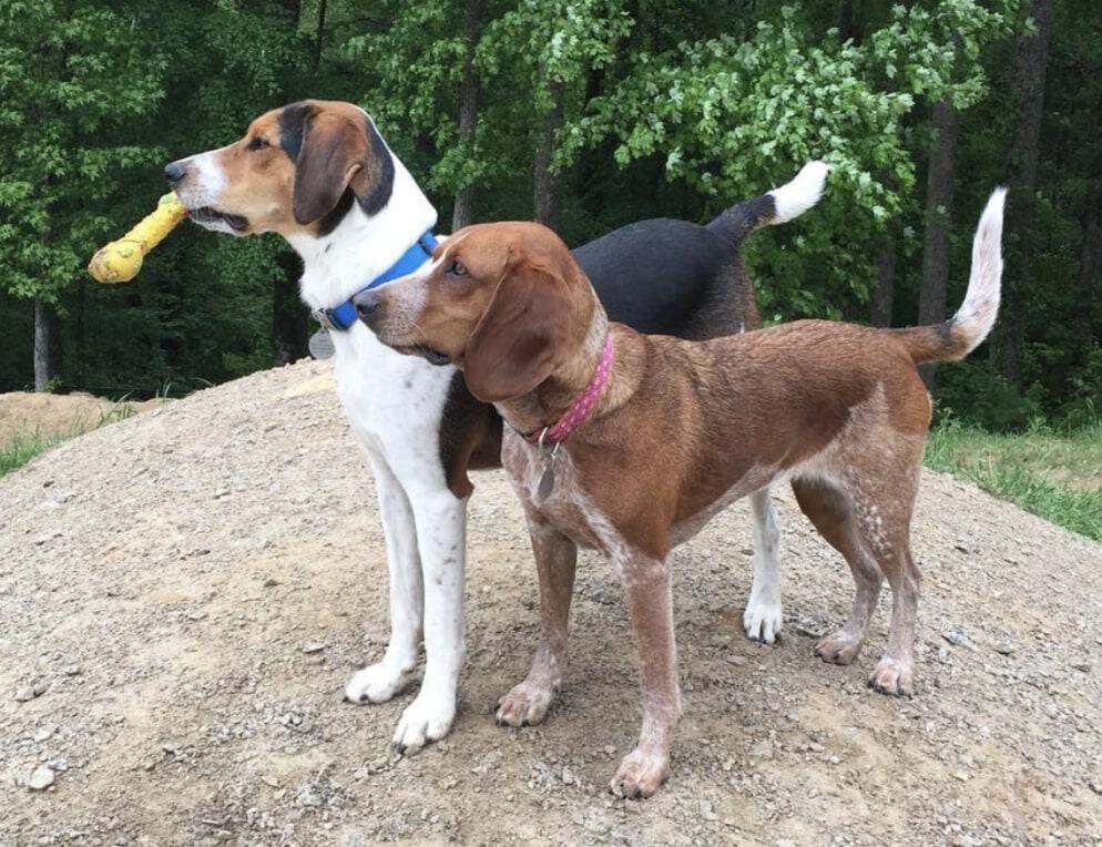 There are actually 25 different color variations of the Beagle.