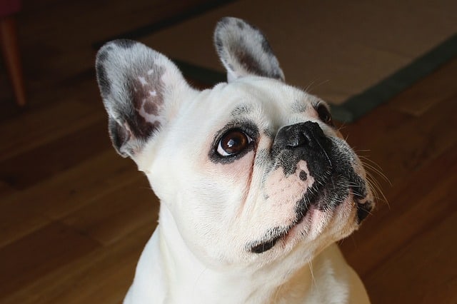 Pied French Bulldogs are also very popular coat colors for the breed.