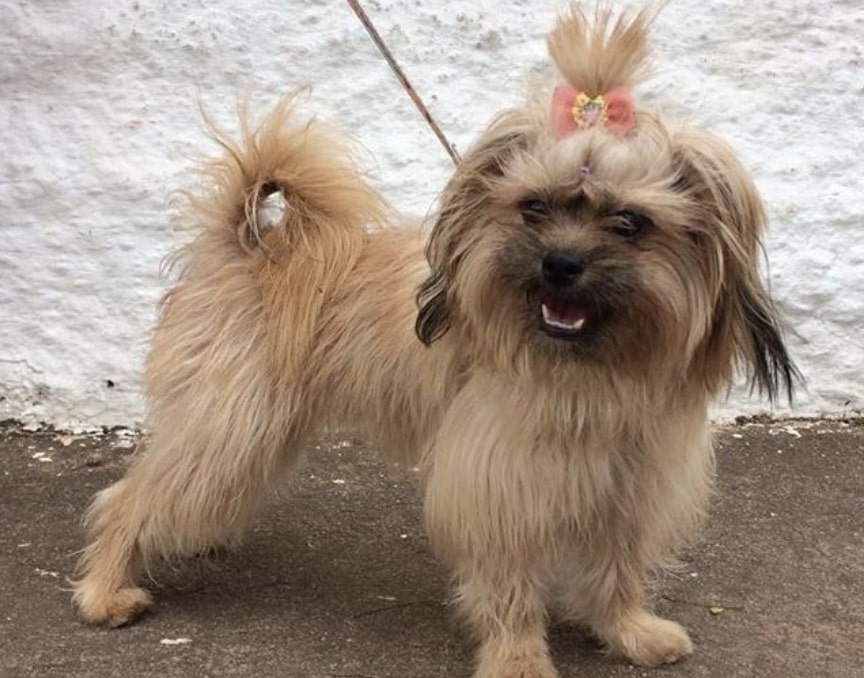 The PinTzu is a hybrid of the Miniature Pinscher and Shih Tzu.