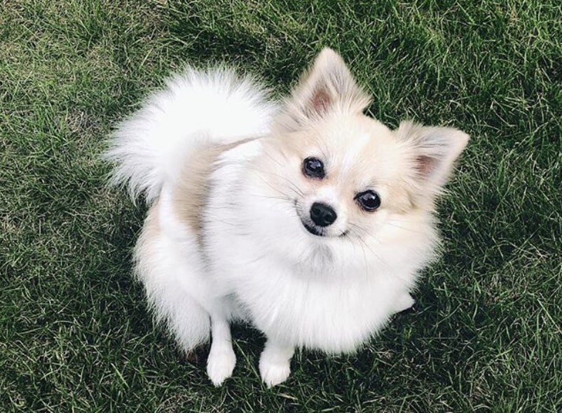 The Pomchi is a hybrid of the Pomeranian and Chihuahua.