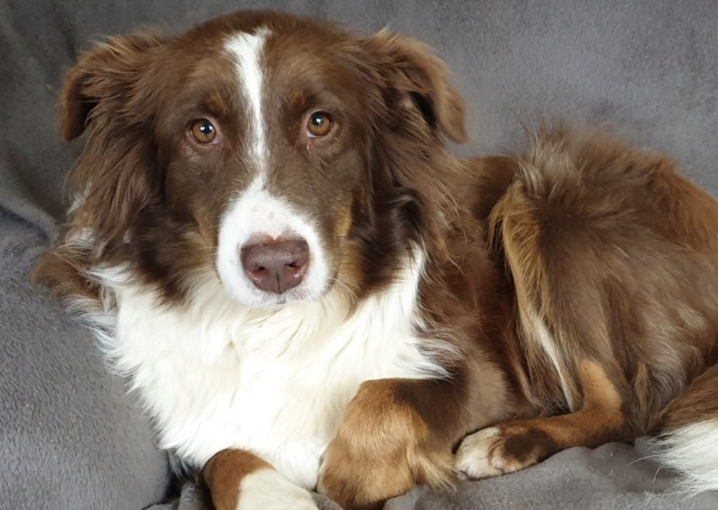 Red Australian Shepherds have a dark brown eye color.