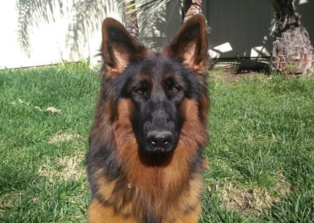 The red and black German Shepherd is unique for it's deep mahogany color.