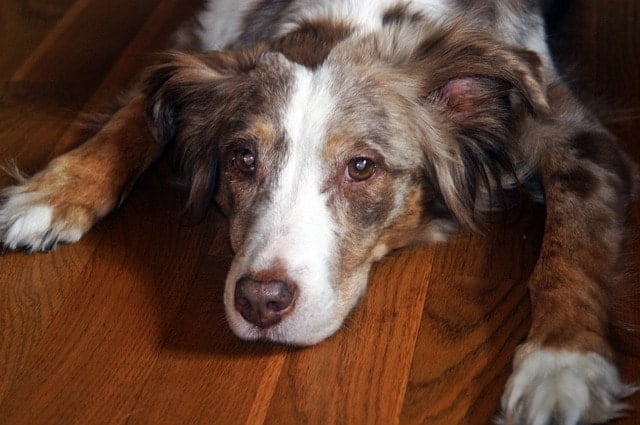 Red Merle Australian Shepherds tend to have amber colored eyes.