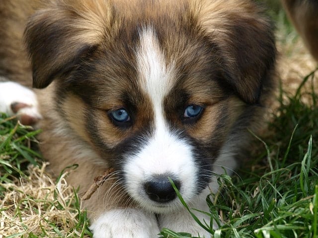 There are associated health risks with blue eyed dogs that all owners need to be aware of.
