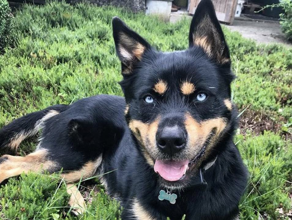 The Rottsky is a combination of the Siberian Husky and Rottweiler.