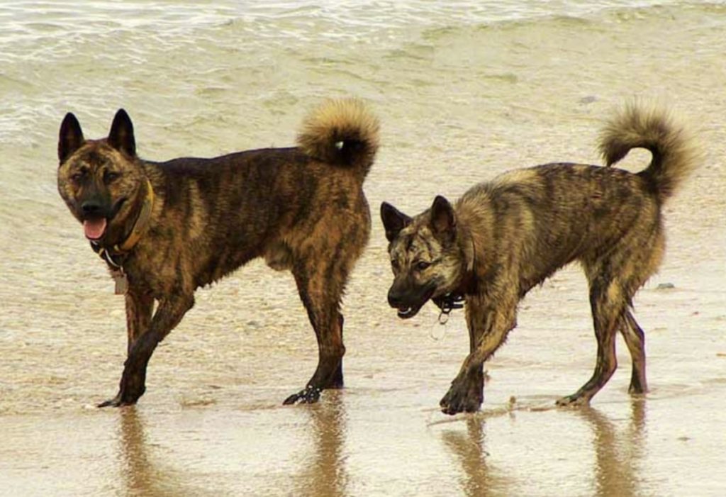 Though the Ryukyu Inu looks like the Kai Ken, they are very different Japanese dog breeds.