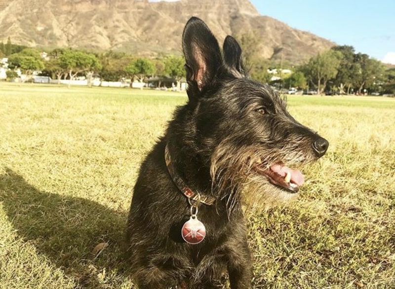The beautiful Scotchi combines a Scottish Terrier with a Chihuahua.