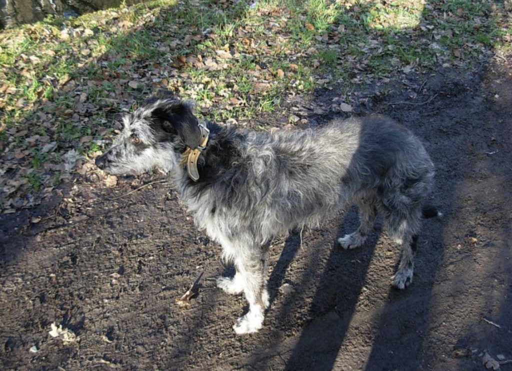 The Scottish Deerhound is a greyhound-like breed that doesn't bark.