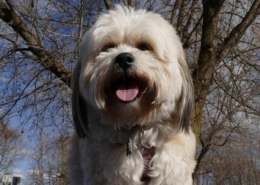 The Sheltie Tzu is a designer dog comprised of Shetland Sheepdog and Shih Tzu.